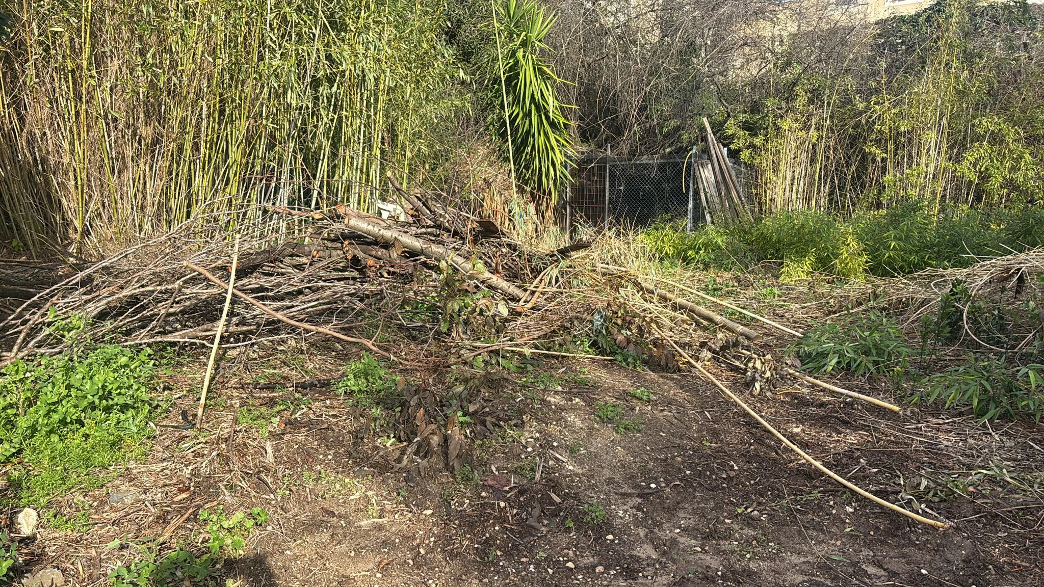 Viabilisation de parcelles à Nébian – Aménagement de surface avec bambous en bordure – SOCCTP 02 Viabilisation de parcelles à Nébian - Arbustes et bambous à arracher avant aménagement de surface par SOCCTP