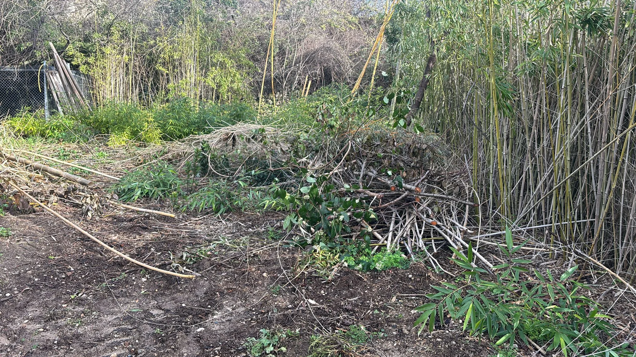 Viabilisation de parcelles à Nébian – Aménagement de surface avec bambous en bordure – SOCCTP 03 Viabilisation de parcelles à Nébian - Débroussaillage et bambous à arracher avant aménagement de surface par SOCCTP