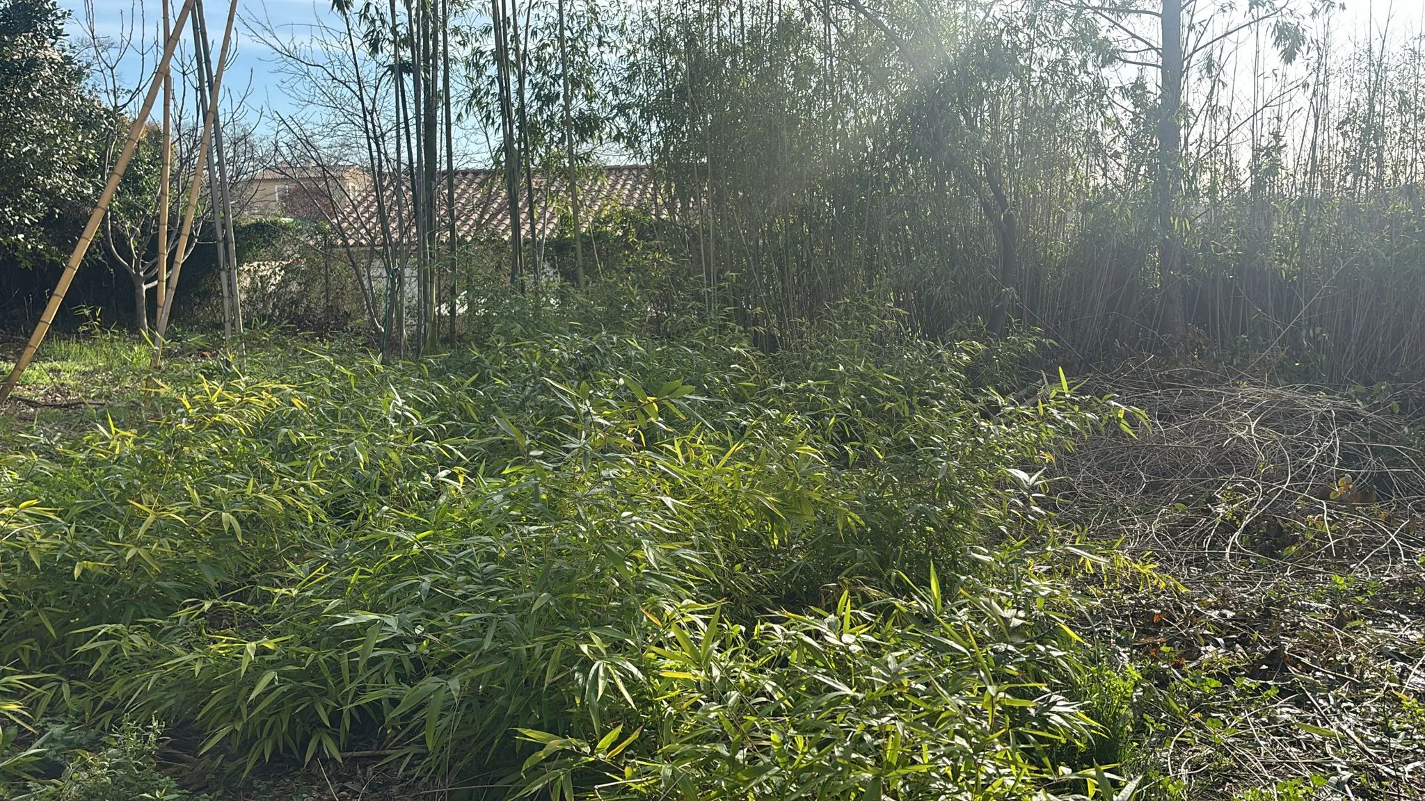 Viabilisation de parcelles à Nébian – Aménagement de surface avec bambous en bordure – SOCCTP 04 Viabilisation de parcelles à Nébian - Végétation, arbustes et bambous à arracher avant aménagement de surface par SOCCTP